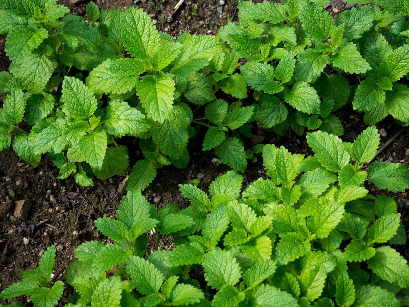 Melisa cultivada en un jardín, junto a otras plantas