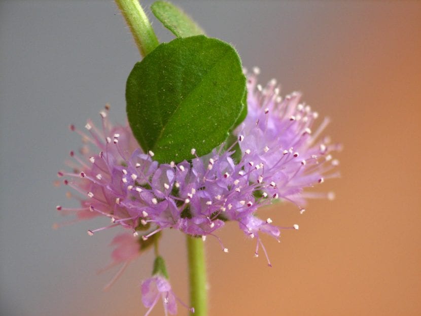 Flores lilas de Mentha pulegium agrupadas en verticilos alrededor del tallo