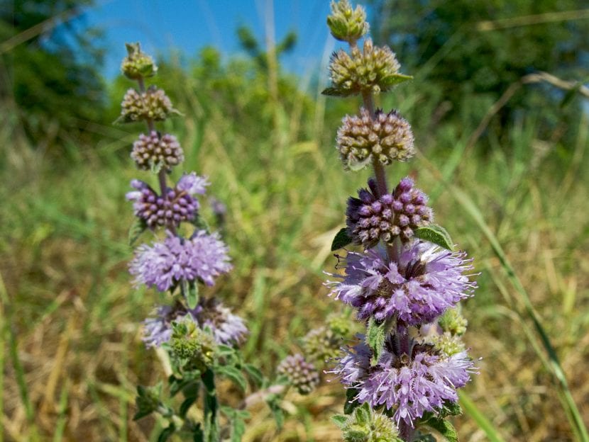 Planta de menta poleo con sus hojas pequeñas y tallos rastreros