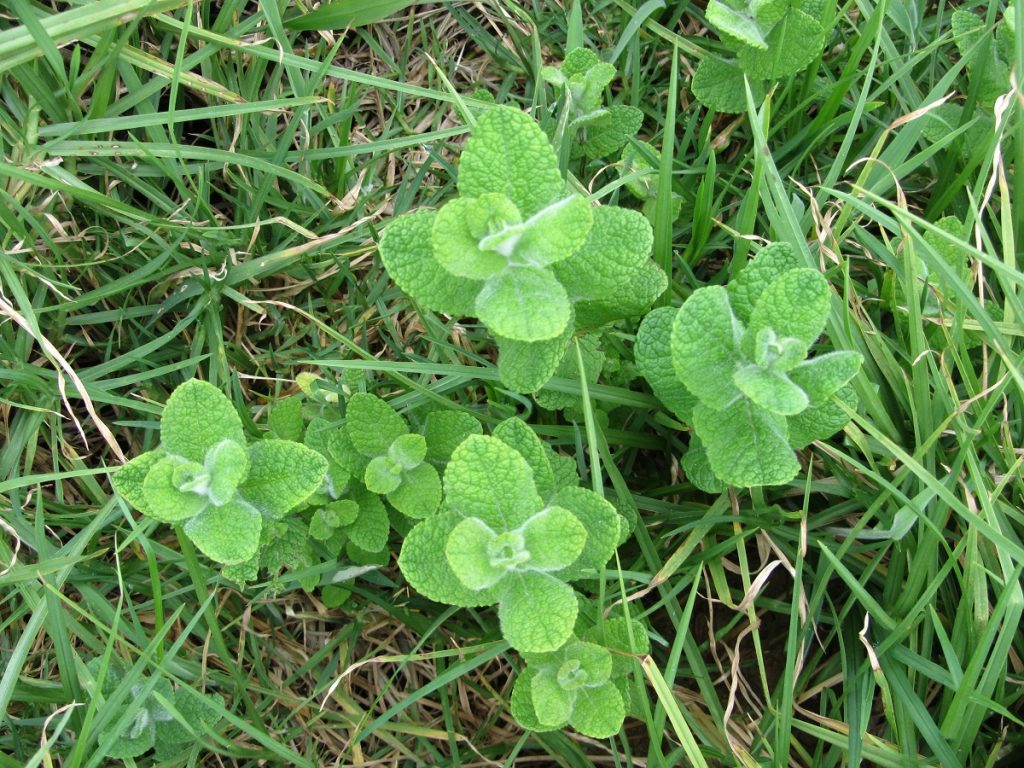 Mata de Mentha suaveolens plantada en el suelo del jardín