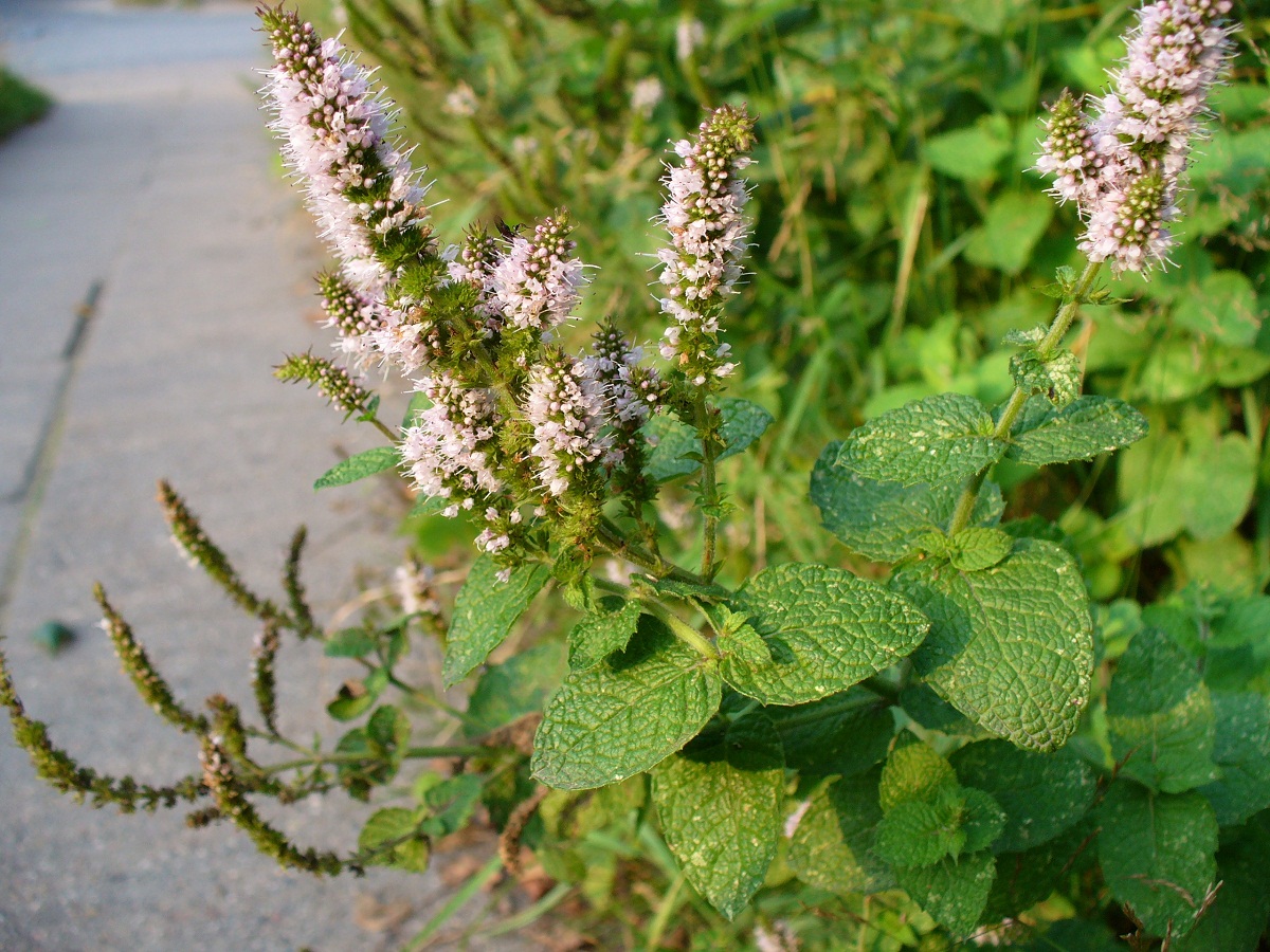 Mentha suaveolens: cultivo, contención y usos del mastranto