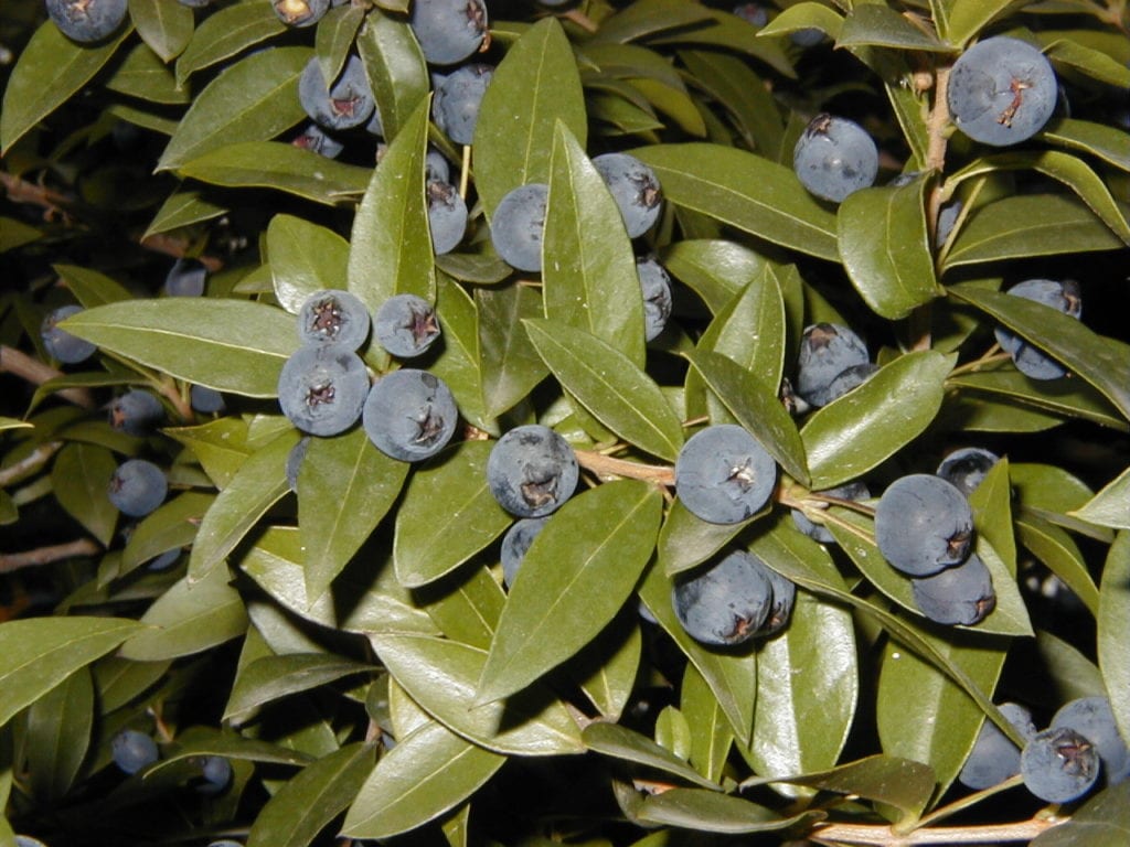 Frutos maduros de Myrtus communis en la rama