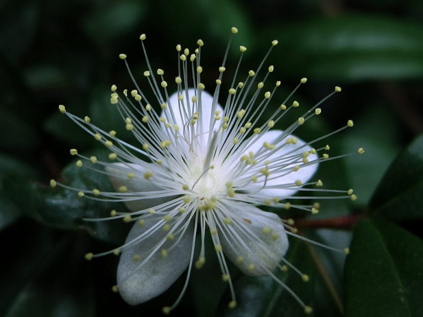 Arbusto de mirto con hojas perennes brillantes