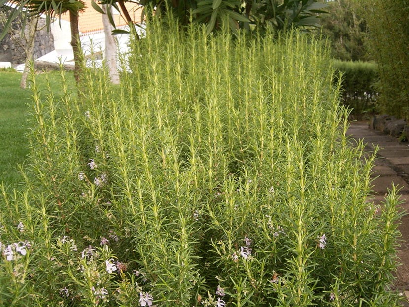 Mata de romero, Salvia rosmarinus, en flor en un jardín