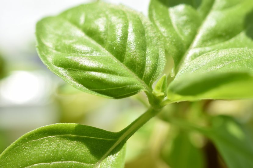 Mata de albahaca con hojas verdes brillantes en maceta