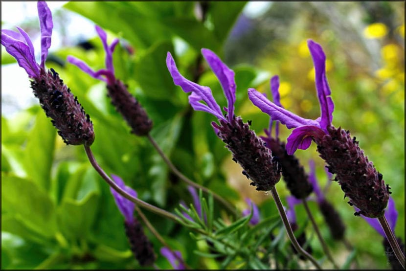Lavandula stoechas o cantueso con sus brácteas apicales moradas
