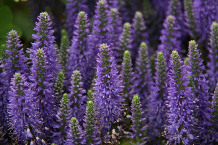 Mata de lavanda en flor lista para la poda de posfloración