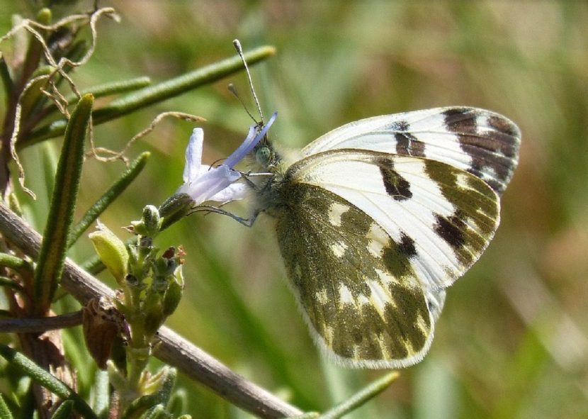 Mariposa libando en una rama de romero en flor