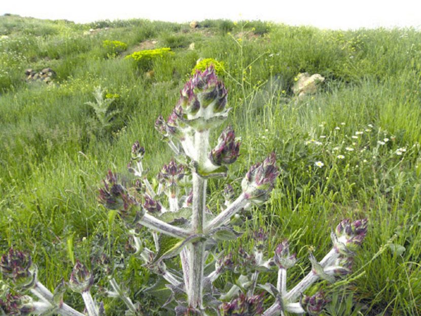 Rama de Salvia aethiopis con las hojas cubiertas de pelo blanco