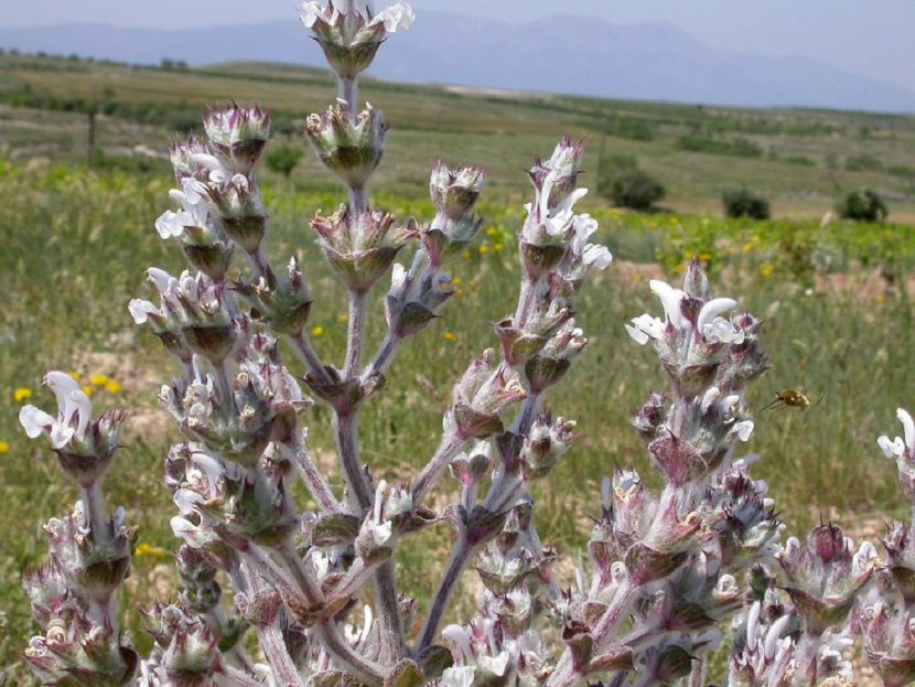 Ramas y flores blancas de Salvia aethiopis en verano