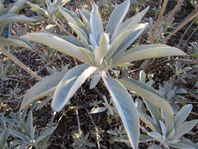 Arbusto de Salvia apiana con follaje blanquecino
