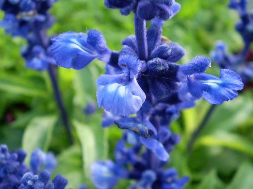 Espigas azules de Salvia farinacea en flor