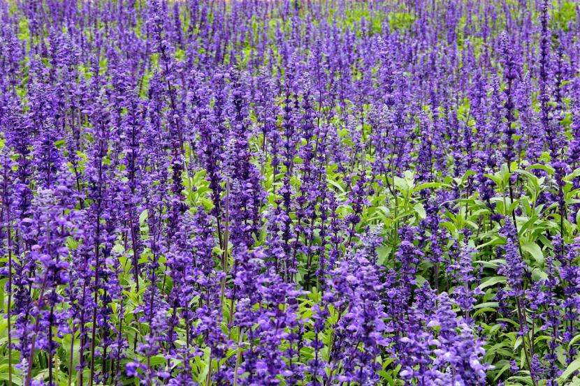 Plantas de salvia en un macizo a pleno sol