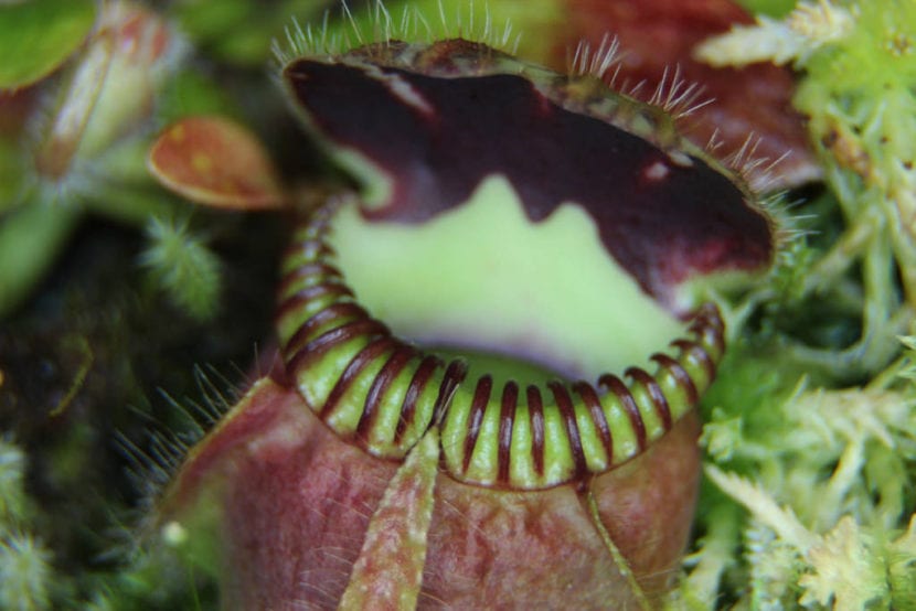 Jarras de Cephalotus follicularis con peristoma dentado y opérculo rayado