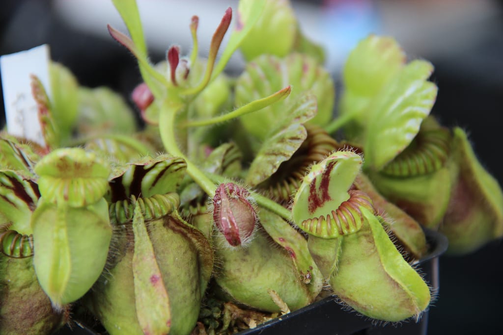 Cephalotus follicularis: cuidados del jarrito enano