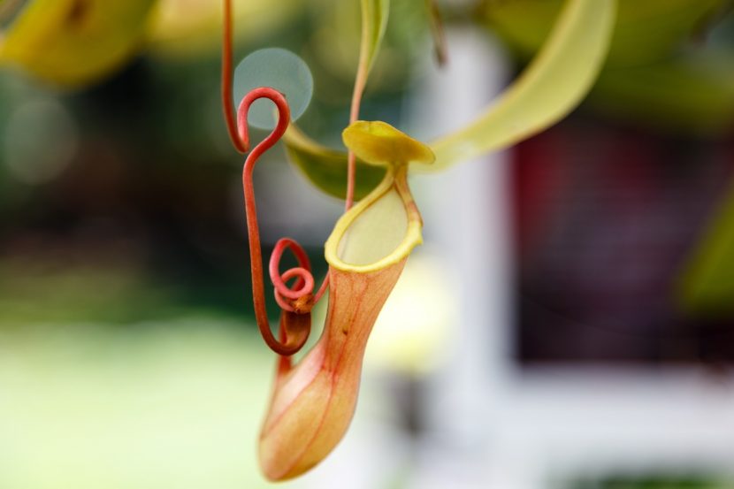 Trampa colgante de Nepenthes con la tapa abierta