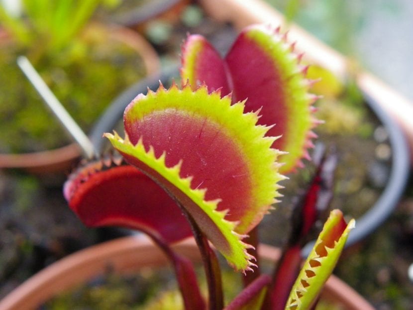 Trampas de Dionaea muscipula Red Piranha con dientes cortos y gruesos