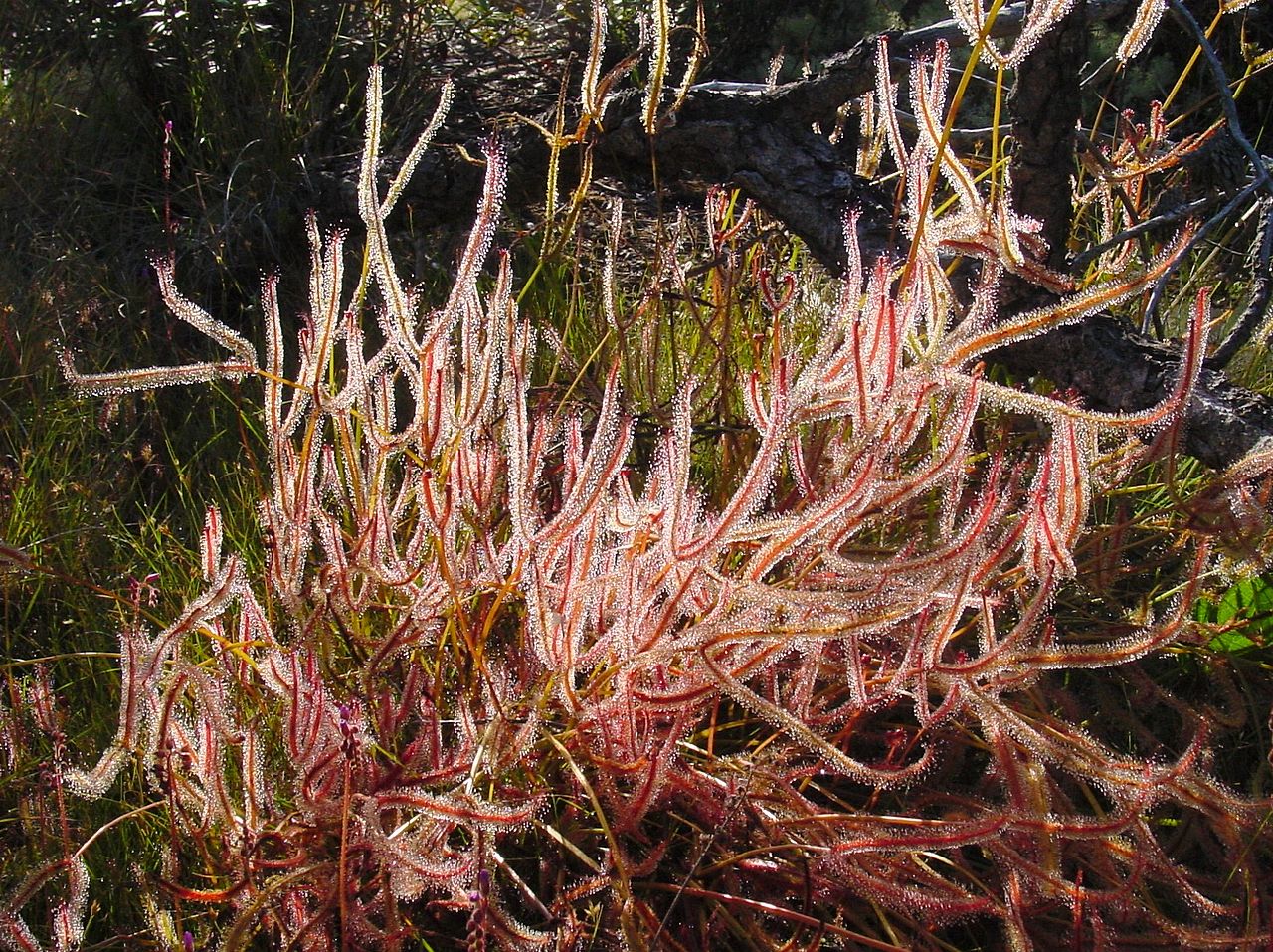 Drosera binata: cultivo, riego y esquejes de raíz