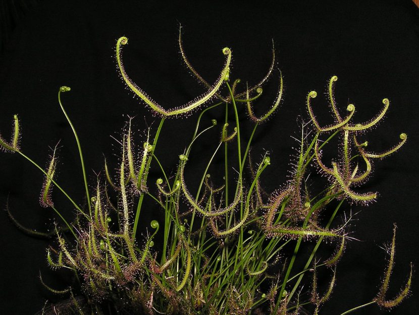 Hojas bifurcadas de Drosera binata cubiertas de mucílago