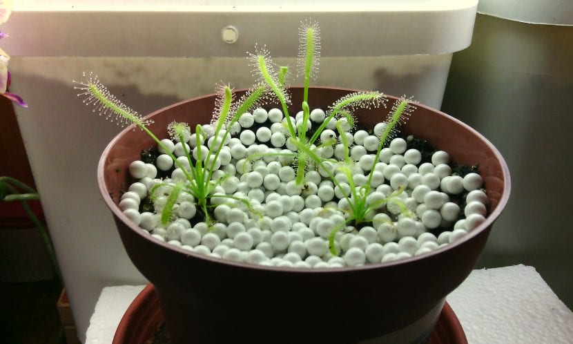 Drosera capensis variedad alba de hojas verdes