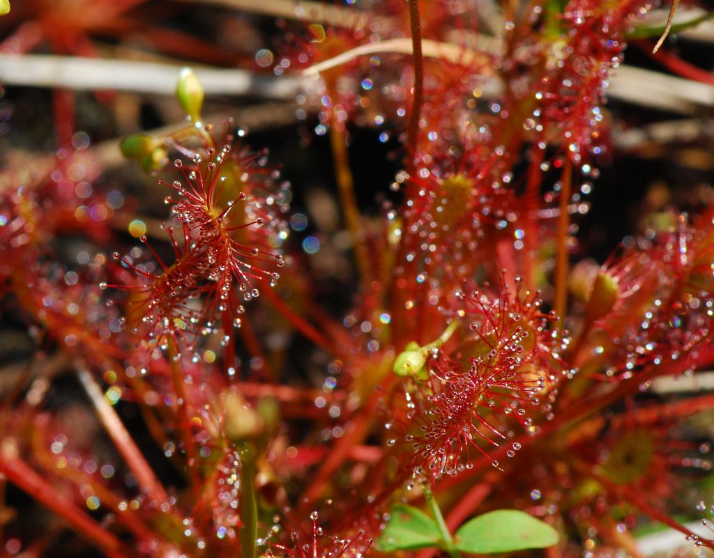Drosera intermedia: cuidados, reposo invernal y sustrato