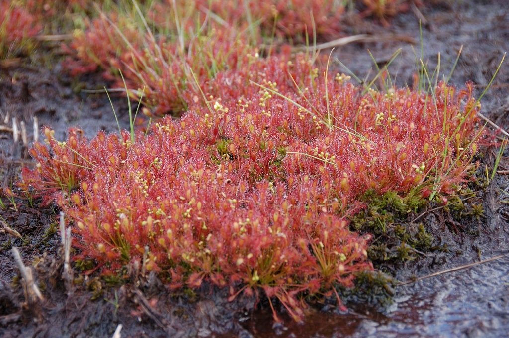Drosera intermedia creciendo en su hábitat natural de turbera