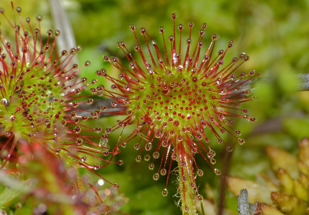 Drosera rotundifolia: cultivo, agua y reposo invernal