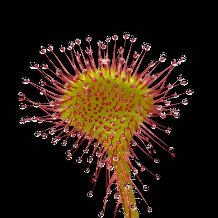 Detalle de una hoja redondeada de Drosera rotundifolia con los tentáculos glandulares