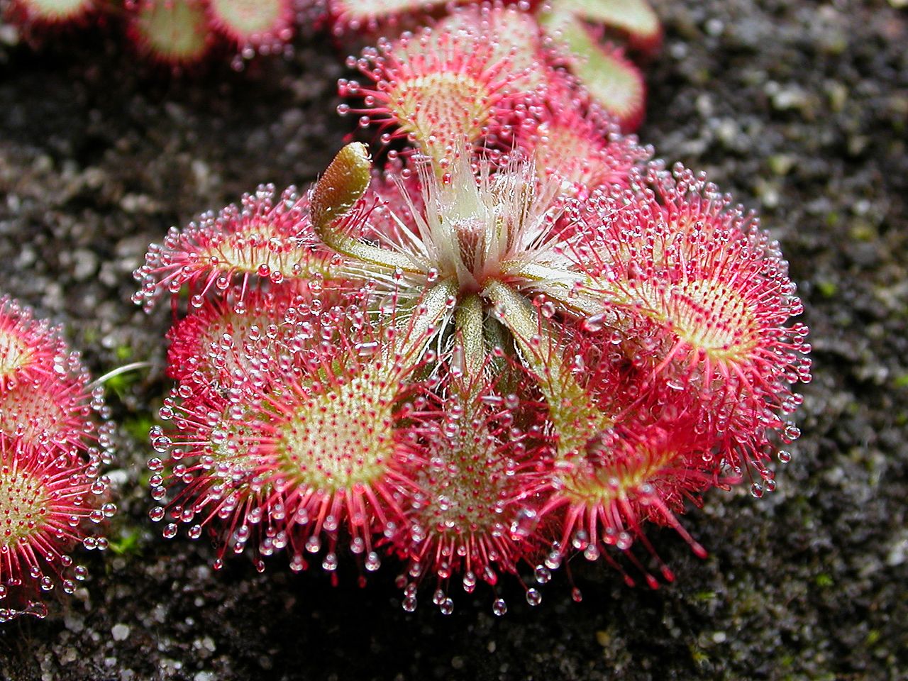 Drosera spatulata: guía de cultivo en maceta y ventana