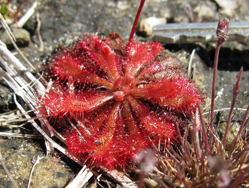 Roseta adulta de Drosera spatulata con hojas espatuladas y tentáculos rojos