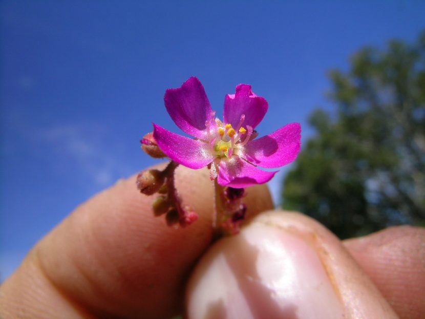 Flor rosada de Drosera spatulata sobre su escapo floral
