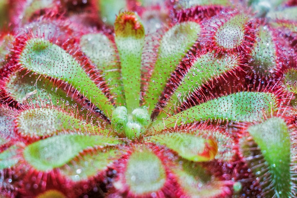 Drosera, cultivo y cuidados del rocío del sol