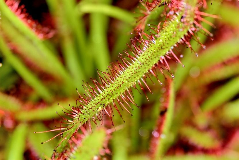Hojas de Drosera capensis cubiertas de mucílago