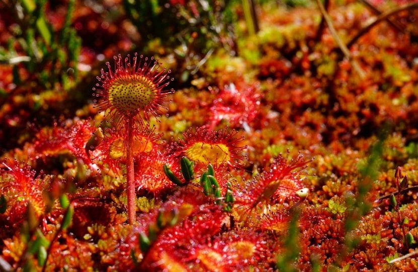 Drosera rotundifolia, especie de hoja redondeada propia de turberas