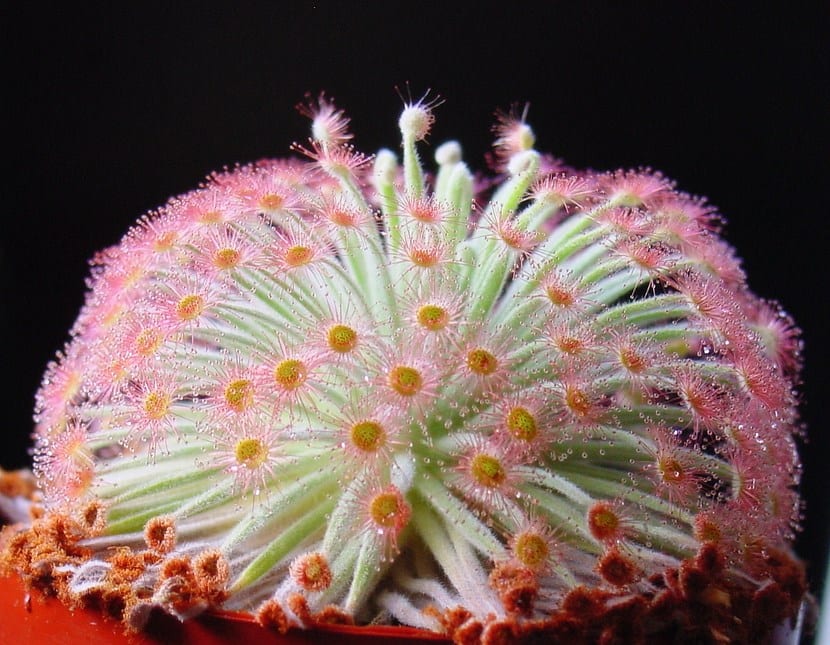 Especies de Drosera y cómo saber cuál has comprado