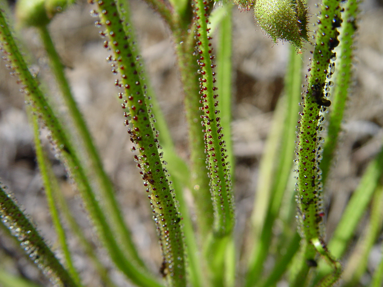 Drosophyllum lusitanicum: cultivo de la carnívora de secano