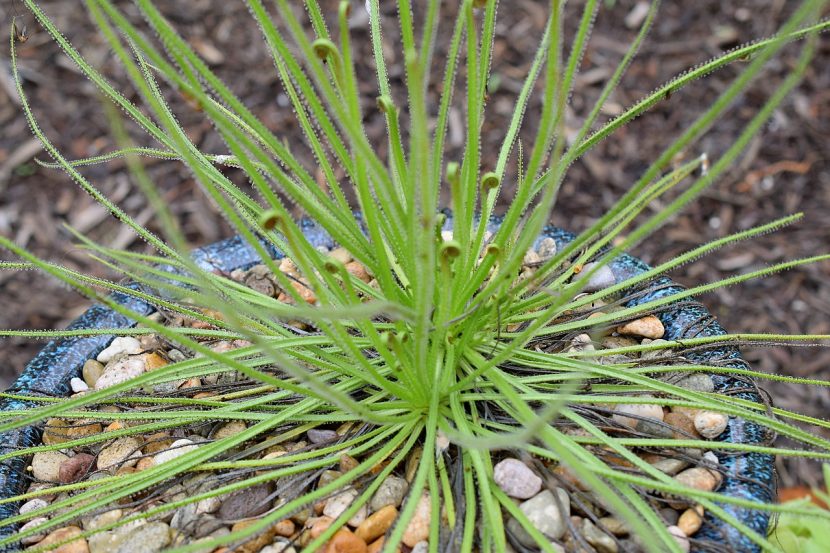 Hojas de Drosophyllum lusitanicum cubiertas de gotas de mucílago