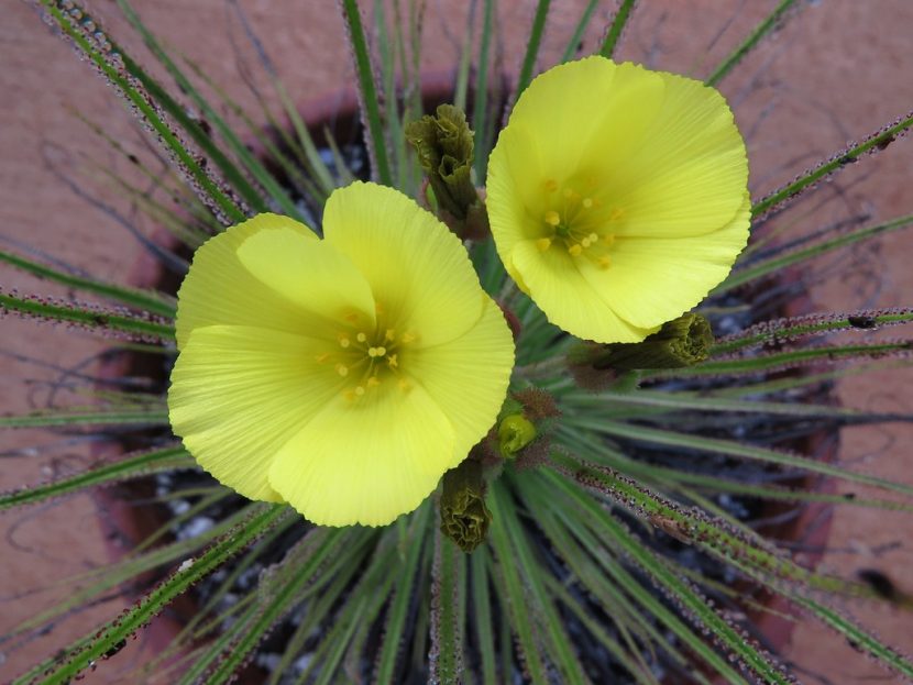 Drosophyllum lusitanicum en flor, con pétalos amarillos