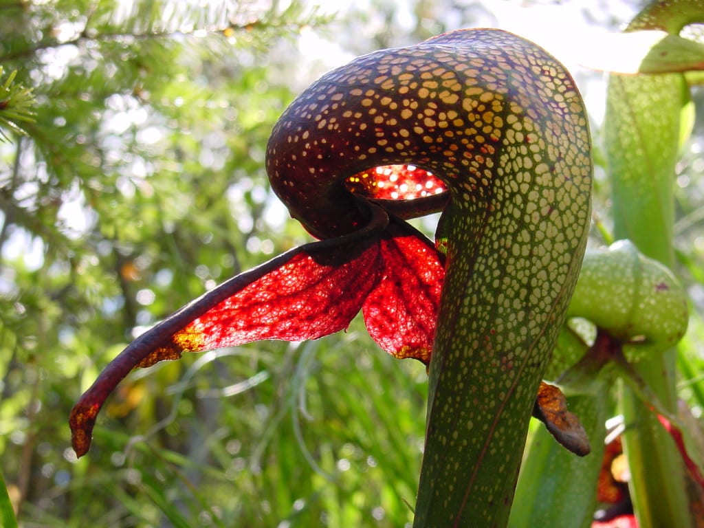 El curioso mundo de las plantas carnívoras y sus rarezas