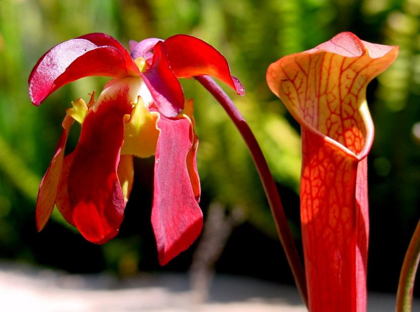 Ejemplar de Sarracenia rubra con sus jarros verticales