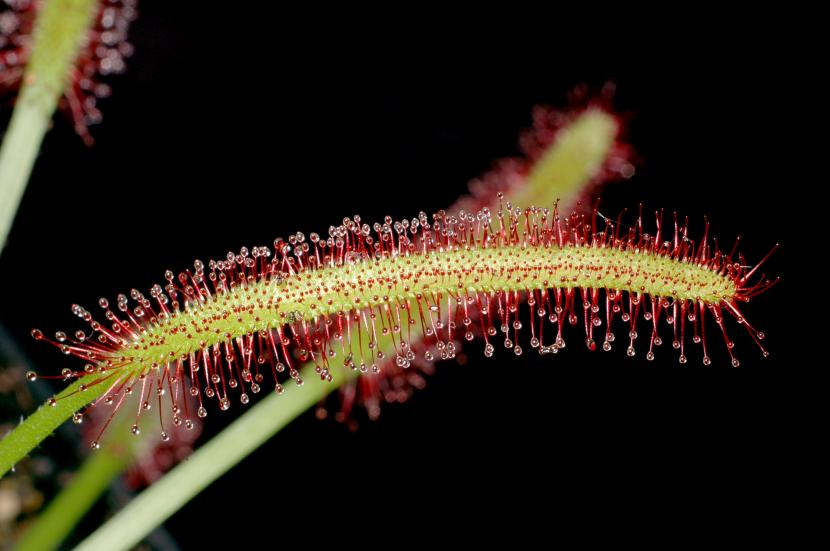 Hoja de Drosera capensis con las gotas de mucílago en los tentáculos