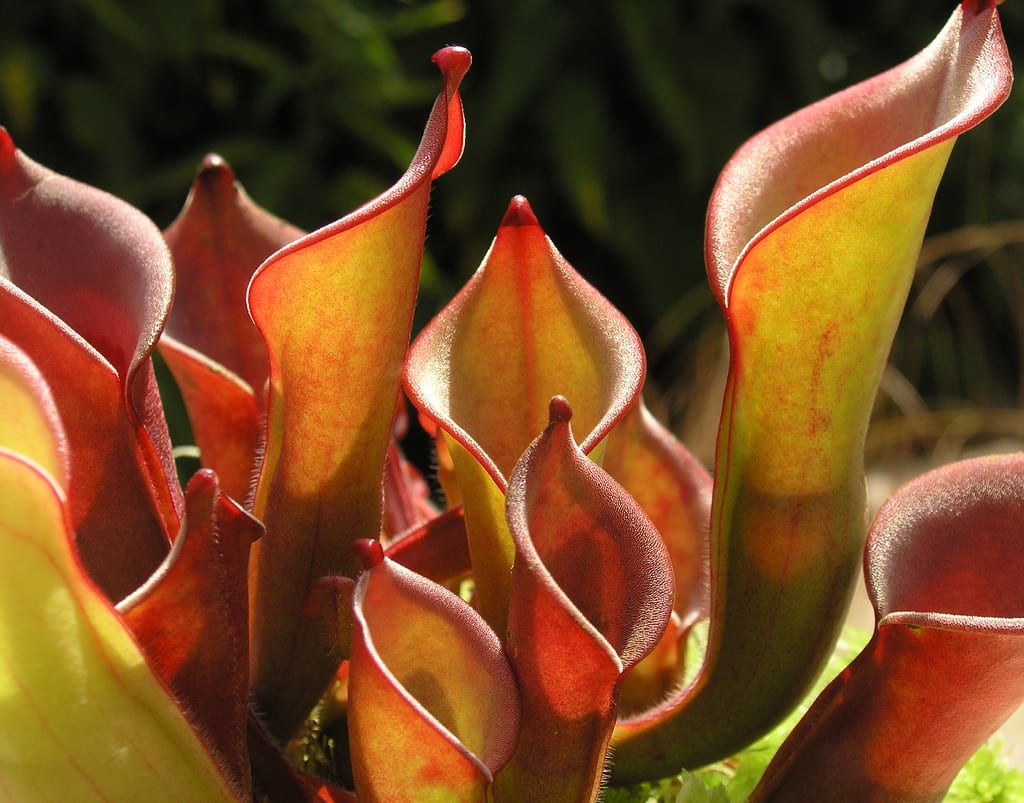 Heliamphora: cultivo, especies y clima que necesita