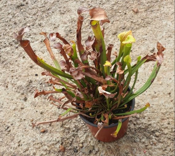 Sarracenia en maceta durante el invierno