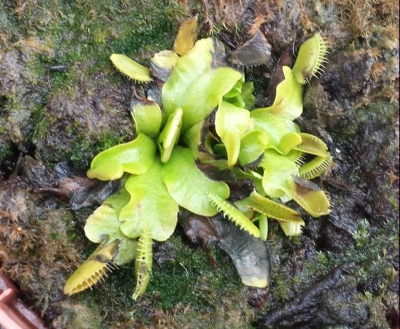 Hibernación de las plantas carnívoras: guía práctica