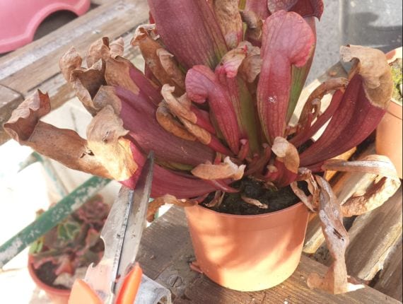 Corte de una hoja seca de Sarracenia con tijeras