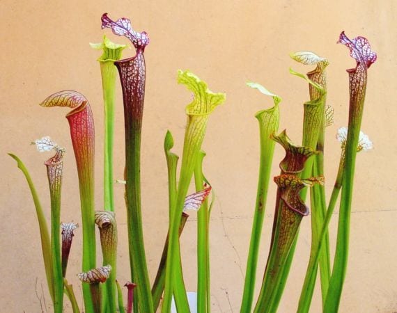 Poda de las Sarracenias: cuándo y cómo hacerla