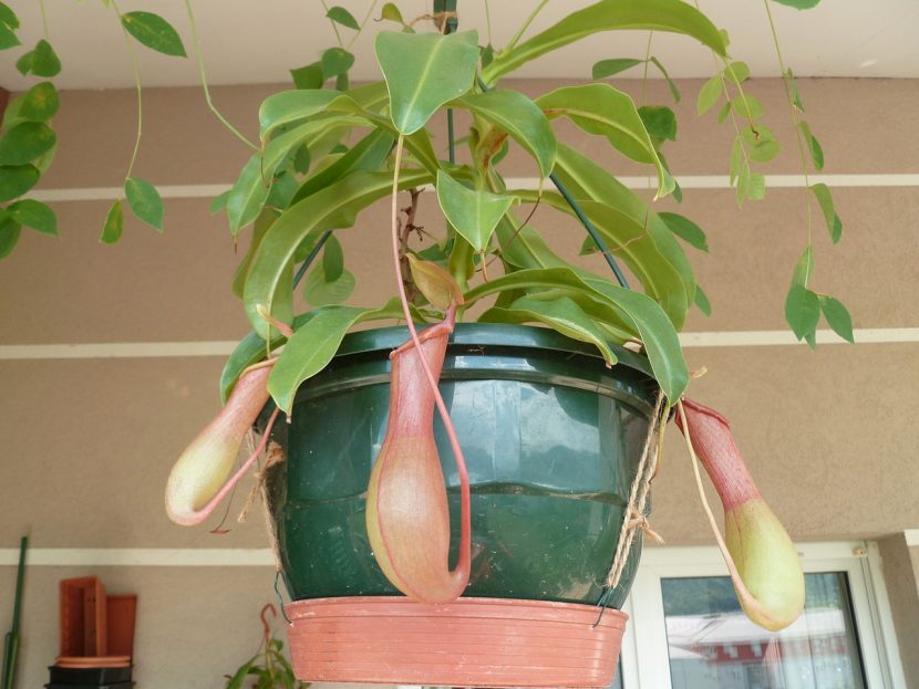 Ejemplar de Nepenthes alata cultivado en maceta