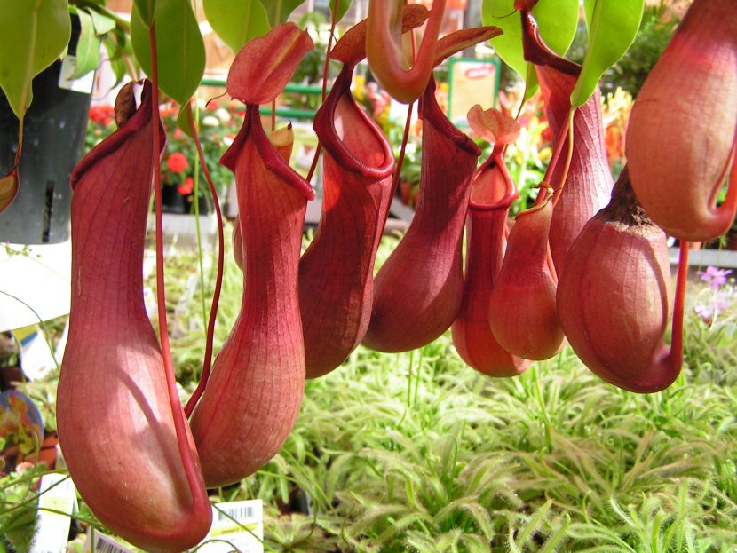 Jarras coloreadas de Nepenthes alata colgando de las hojas
