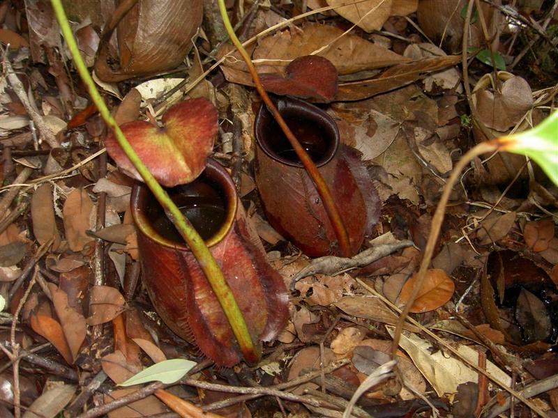 Nepenthes bicalcarata: cultivo real de la carnívora con colmillos