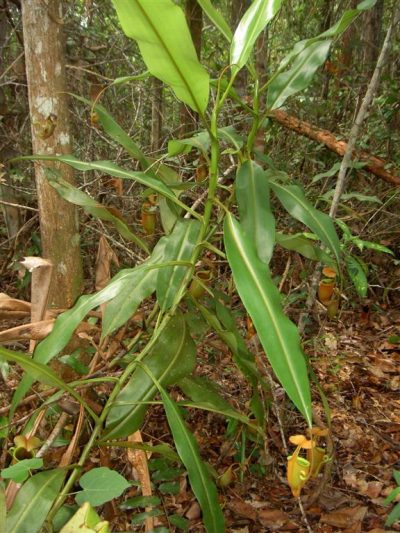 Planta de Nepenthes bicalcarata en cultivo